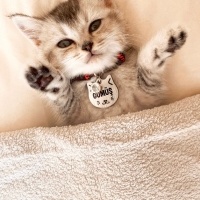 British Shorthair, Kedi  Gümüş fotoğrafı