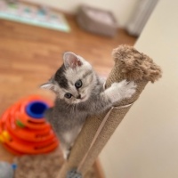 British Shorthair, Kedi  Gümüş fotoğrafı