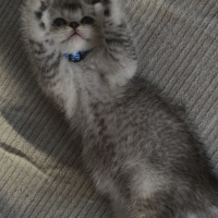 British Shorthair, Kedi  Gümüş fotoğrafı