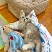 British Shorthair, Kedi  Gümüş fotoğrafı