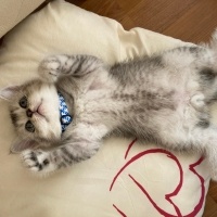 British Shorthair, Kedi  Gümüş fotoğrafı