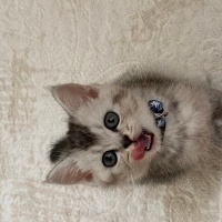 British Shorthair, Kedi  Gümüş fotoğrafı