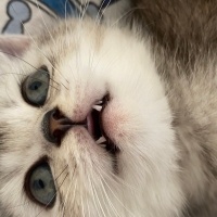 British Shorthair, Kedi  Gümüş fotoğrafı