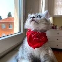 British Shorthair, Kedi  Gümüş fotoğrafı
