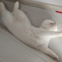 British Shorthair, Kedi  Pamuk fotoğrafı
