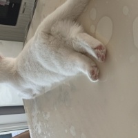 British Shorthair, Kedi  Pamuk fotoğrafı
