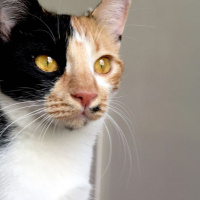Tekir Kedi, Kedi  MİA fotoğrafı