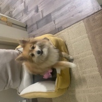 Pomeranyalı, Köpek  Ares fotoğrafı