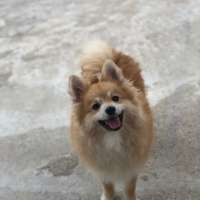 Pomeranyalı, Köpek  Ares fotoğrafı