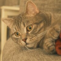 British Shorthair, Kedi  Alaska fotoğrafı