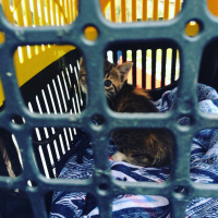 Tekir Kedi, Kedi  Pekmez fotoğrafı