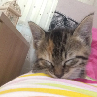 Tekir Kedi, Kedi  Pekmez fotoğrafı