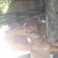 Boxer, Köpek  Maya fotoğrafı
