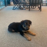 Alman Çoban Köpeği, Köpek  Koko fotoğrafı