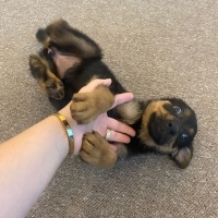 Alman Çoban Köpeği, Köpek  Koko fotoğrafı