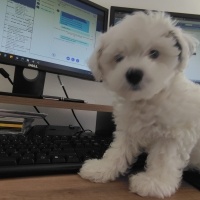Maltese, Köpek  Sirius fotoğrafı