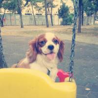 Cavalier King Charles Spanieli, Köpek  TİNA fotoğrafı