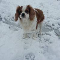 Cavalier King Charles Spanieli, Köpek  TİNA fotoğrafı