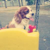 Cavalier King Charles Spanieli, Köpek  TİNA fotoğrafı