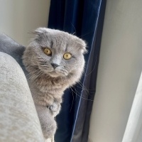 Scottish Fold, Kedi  SUFLE fotoğrafı