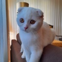 Scottish Fold, Kedi  Taci fotoğrafı