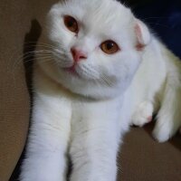 Scottish Fold, Kedi  Taci fotoğrafı