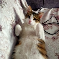 Tekir Kedi, Kedi  Mahmut fotoğrafı
