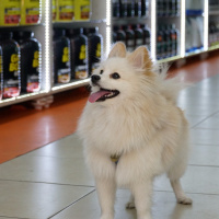 Pomeranyalı, Köpek  Şekerimo fotoğrafı