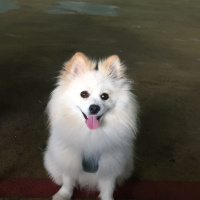 Pomeranyalı, Köpek  Şekerimo fotoğrafı