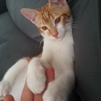 Tekir Kedi, Kedi  Muzur fotoğrafı