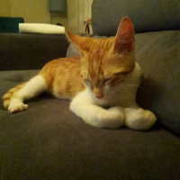 Tekir Kedi, Kedi  Muzur fotoğrafı