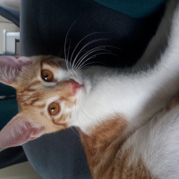 Tekir Kedi, Kedi  Muzur fotoğrafı