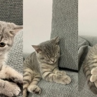 British Shorthair, Kedi  Püsük fotoğrafı