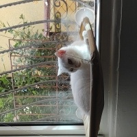 British Shorthair, Kedi  Güllaç fotoğrafı