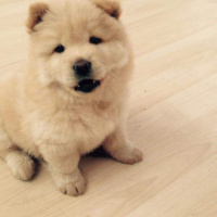 Chow Chow (çin Aslanı), Köpek  Max fotoğrafı