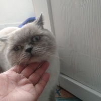İran Kedisi (Persian), Kedi  Tosun fotoğrafı