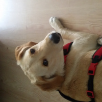Golden Retriever, Köpek  lucy fotoğrafı