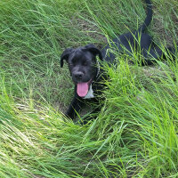 Cane Corso Italiano, Köpek  dost fotoğrafı