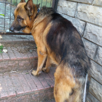 Alman Çoban Köpeği, Köpek  Toprak fotoğrafı