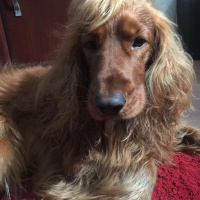 İngiliz Cocker Spaniel, Köpek  tarçın fotoğrafı