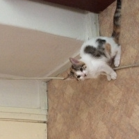 Tekir Kedi, Kedi  Dayı fotoğrafı