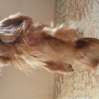 Amerikan Cocker Spaniel, Köpek  Puki fotoğrafı
