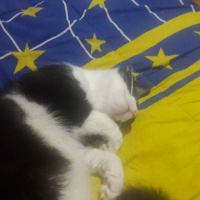 Tekir Kedi, Kedi  zeytin fotoğrafı