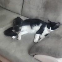 Tekir Kedi, Kedi  zeytin fotoğrafı