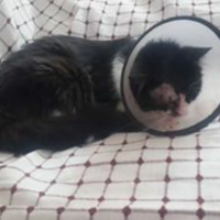 Tekir Kedi, Kedi  zeytin fotoğrafı