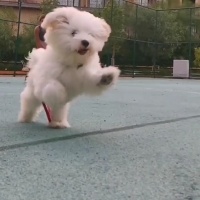 Maltese, Köpek  Pixi fotoğrafı