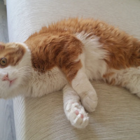 Tekir Kedi, Kedi  Limon fotoğrafı