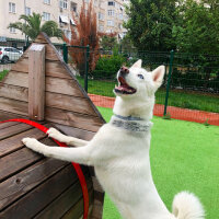 Sibirya Kurdu (Husky), Köpek  Odin fotoğrafı