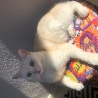 British Shorthair, Kedi  LOKUM fotoğrafı