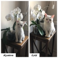 British Shorthair, Kedi  LOKUM fotoğrafı